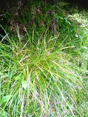 Carex corynoidea