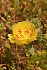 Opuntia macrorhiza
