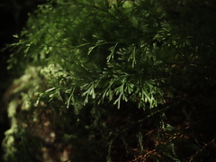 Trichomanes angustatum