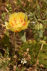 Opuntia macrorhiza