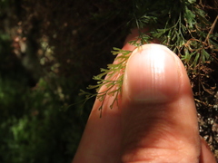 Trichomanes angustatum