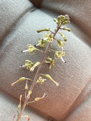 Drimia elata