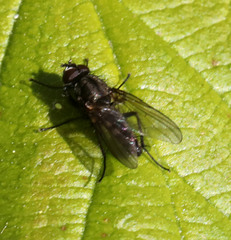 Leucophora