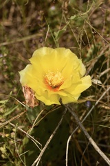 Opuntia macrorhiza
