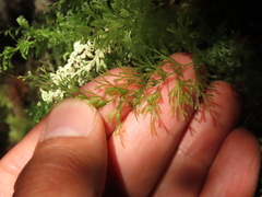 Trichomanes angustatum