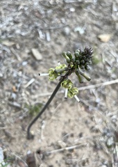 Drimia elata