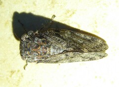 Platypleura techowi