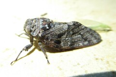 Platypleura techowi