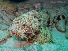Spotted Scorpionfish photo 3