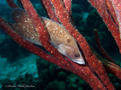 Rypticus saponaceus