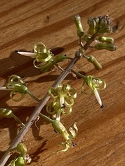 Drimia elata