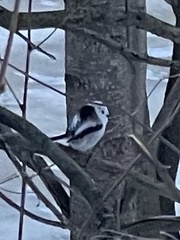 Aegithalos caudatus caudatus