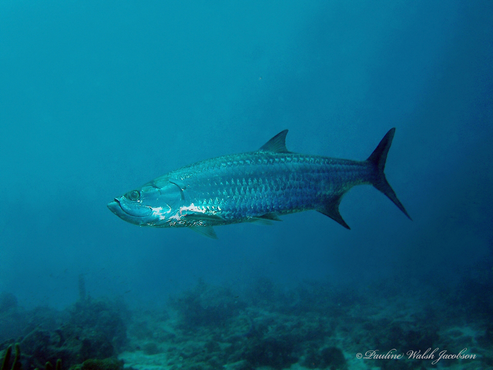 Tarpon swimming over a reef in clear blue water off Bonaire