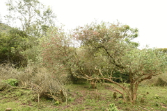 Feijoa sellowiana