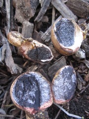 Scleroderma albidum