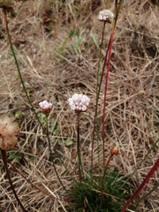 Armeria curvifolia
