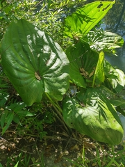 Echinodorus grandiflorus