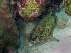 Epinephelus adscensionis