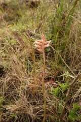 Sacoila lanceolata