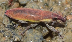 Lixus acicularis
