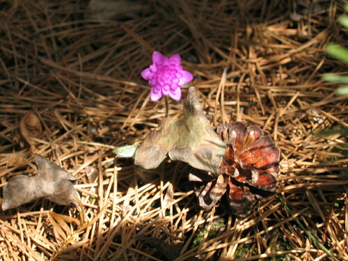 Hepatica nobilis iNat (2)
