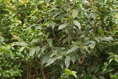 Syzygium cumini