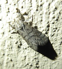 Salvatgea xanthosoma