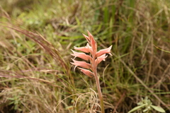 Sacoila lanceolata