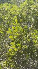 Maytenus phyllanthoides