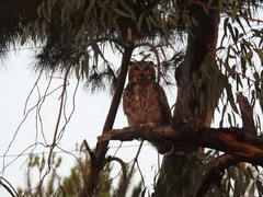 Bubo virginianus