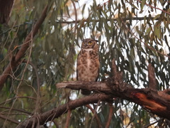 Bubo virginianus