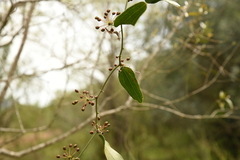 Smilax campestris