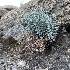 Pellaea bridgesii