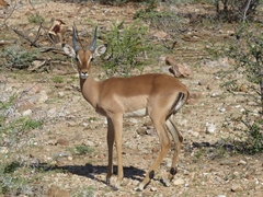 Aepyceros melampus