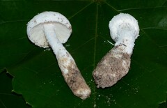Amanita rhoadsii image