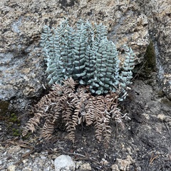 Pellaea bridgesii