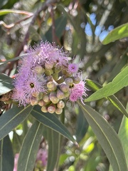 Eucalyptus albopurpurea