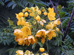 Cassia leptophylla