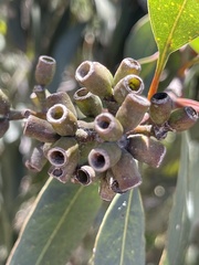 Eucalyptus albopurpurea