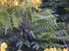 Cassia leptophylla