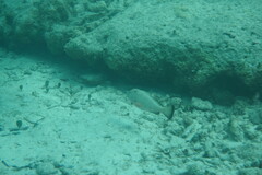 Epinephelus guttatus