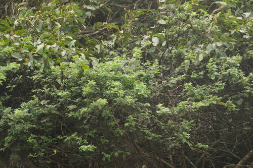 Osteomeles anthyllidifolia observed 2022-12-29
