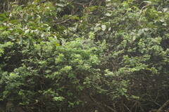 Osteomeles anthyllidifolia