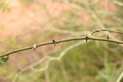 Smilax campestris