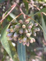 Eucalyptus albopurpurea