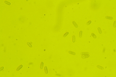 Amanita rhoadsii image