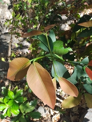 Garcinia intermedia