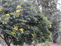 Cassia leptophylla