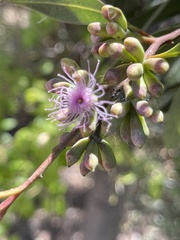 Eucalyptus albopurpurea