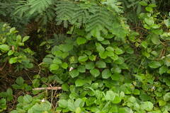 Canavalia cathartica